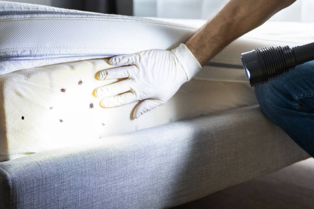 Best Mosquito Control Services  in Silverthorne, CO
