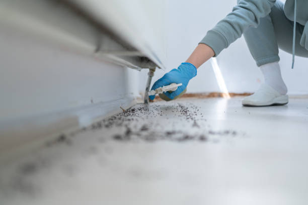 Trusted Silverthorne, CO Pest Control Experts